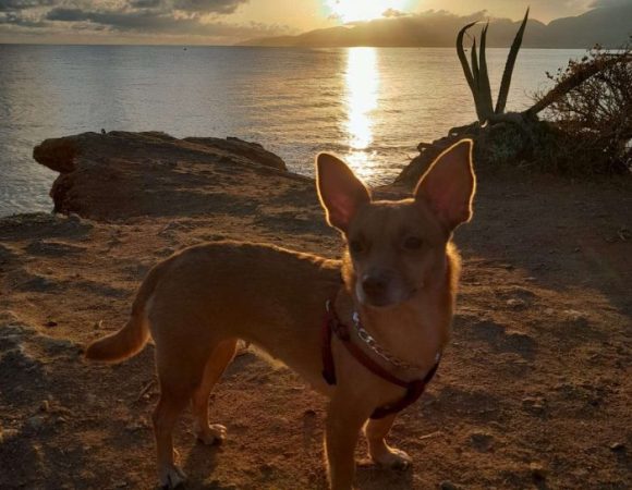 Traveling Around Crete with Your Pet – Useful Tips for Pet Owners